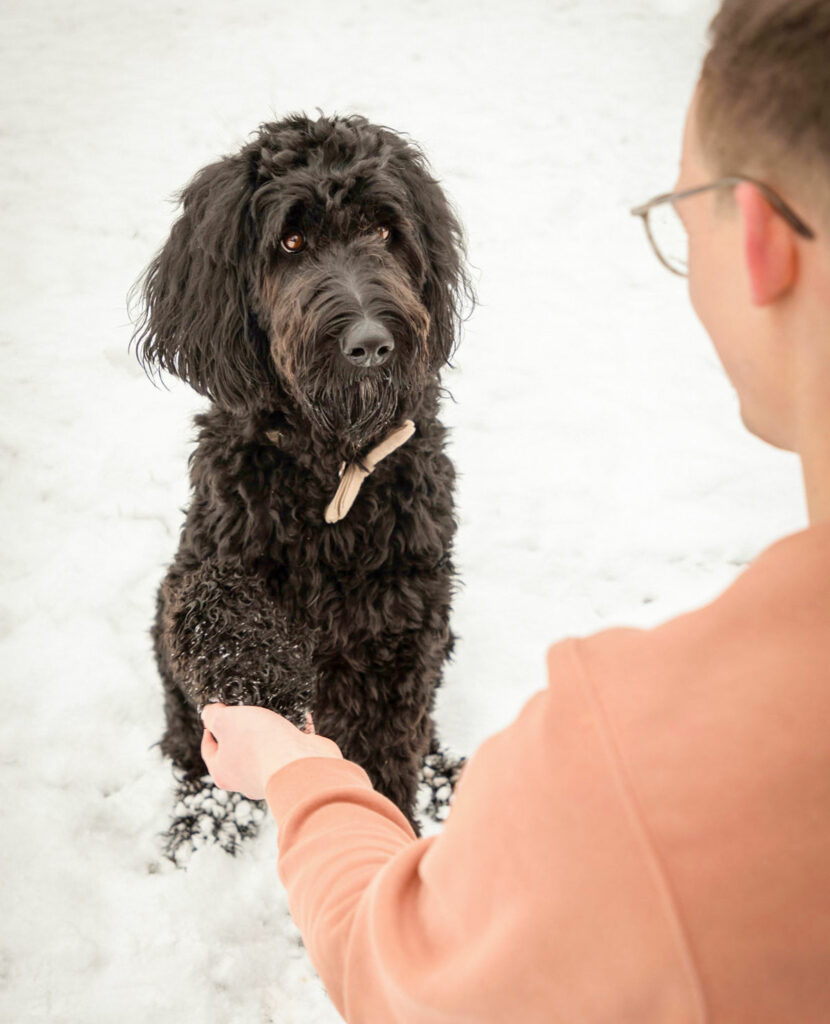 Hundefotoshooting Schweinfurt