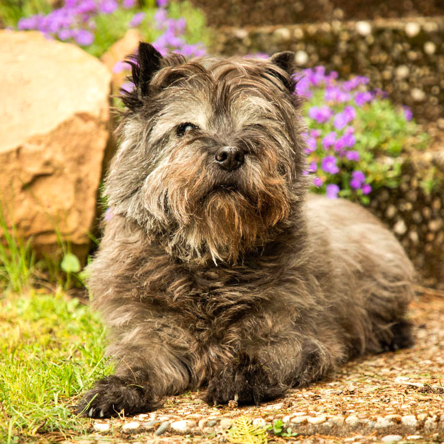 Hundefotografie Schweinfurt